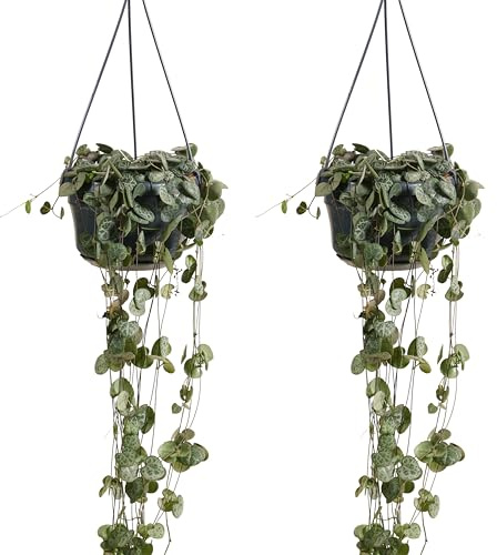 Bloomique - Lot de 2 - Ceropegia Woodii - Lanterne chinoise - Plante suspendue - Plante d'intérieur - Purificateur d'air - Facile d'entretien - 15-20 cm de haut - Pot 12 cm