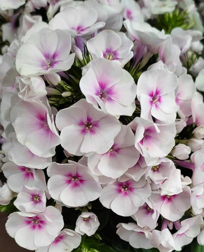 Phloxrhizome : Phlox - Flammenblumen  Europa  winterhart 1 Rhizom