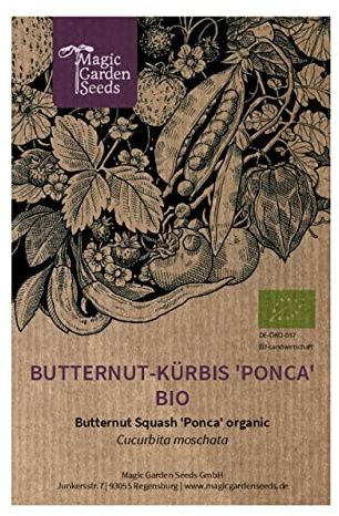 Calabaza Anquito Butternut 'Ponca' (Cucurbita moschata) - aprox. 5 semillas