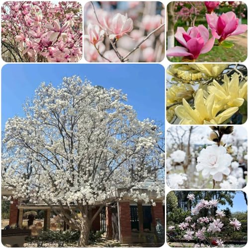 Semillas de magnolia, semillas de jardín variedades antiguas para invitados orgánicas 150pcs