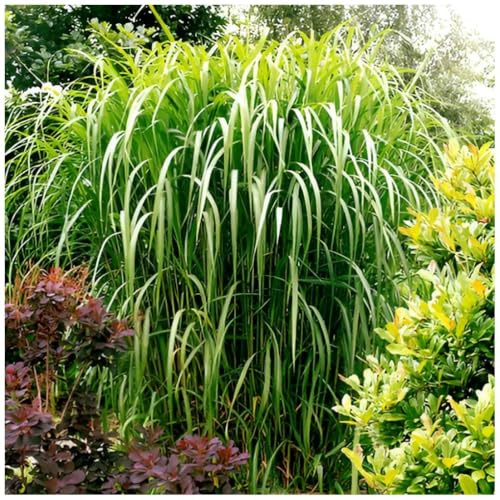 Stauden Gänge 3 x Miscanthus x giganteus 'Meidl' m 1 Liter Topf (Ziergras/Gräser/Winterhart/Mehrjährig/Staude) Rotes Riesen-Chinaschilf/Elefantengras - Das beeindruckende Ziergras