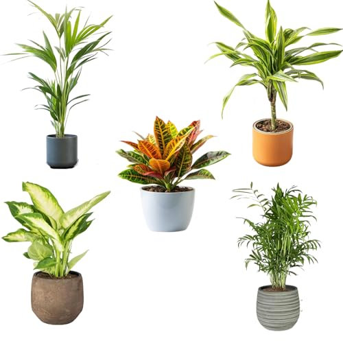 Pack de 5 Plantas Naturales de Interior : Croton + Dieffenbachia + Palmera Areca + Dracaena Lemon lime - Chamadorea Ø12 cm Alto 30-40 cm, Decoración del Hogar (No incluye Maceta de cerámica)