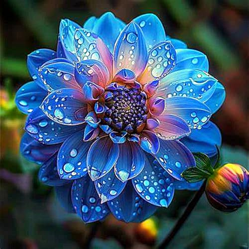 Dahlia Bulbs for Planting,Dahlia Tubers UK,Excellent Display Indoor Perennial Balcony Garden Bulbs,Flowering Rhizome,Organic and Natural,Dahlia Bulbs Mix-2bulbs-F