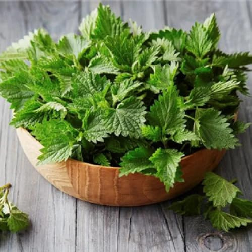 Semi di ortica, semi di Ortica fissa, resistenti per il giardino prodotti sostenibili aromatiche da cucina da giardino roccioso resistenti 500pcs