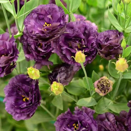 lisianthus - stauden mehrjährig winterhart kräutersamen winterfeste für balkon garten hochbeet balkon winterharte 250samen