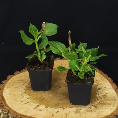 24 Stück Hydrangea Macrophylla von INTRAGARTEN | mehrjährige und winterharte blau blühende Bauernhortensie im Topf