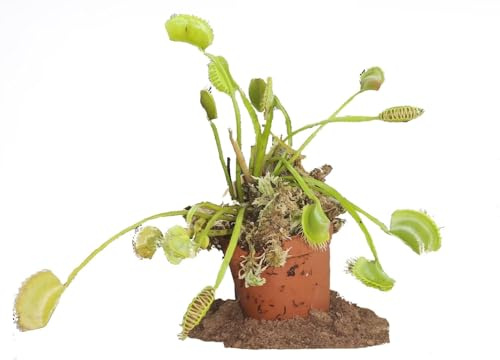 Plante Carnivore Dionaea Muscipula – Venus Flytrap Racine nue – Attrape-Mouche Naturelle | Idéal Décoration Intérieure & Éducation Botanique