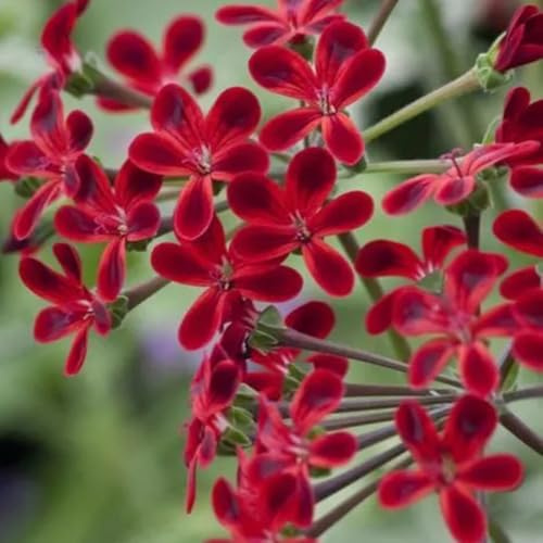 semi di geranio pendenti resistenti all'esterno geranio decorazione da giardino per esterni, tappeto di recisi perenni resistenti 85pcs