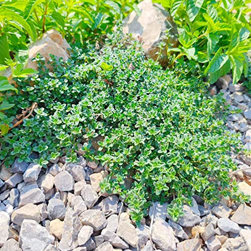 semillas de tomillo organicas, balcón jardín perennes, resistentes raras 800pcs
