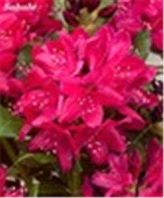 Kalash New 100 pcs Japanese Azalea Rhododendron Flower Seeds for Gardening deep Pink