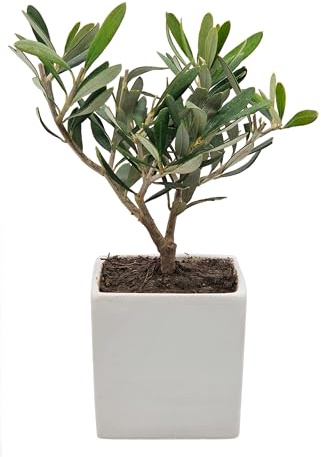 Sicilia Bedda - Bonsai Ulivo Olea Europaea in Vaso Quadrato in Ceramica Bianca - 8x8 cm - Altezza Totale 22 Centimetri Circa