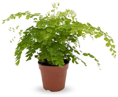 Adiantum Fragrans - Maidenhair Fern 30cm (12cm Nursery Pot)