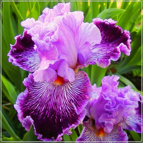 Crescita Rapida Iris raro Bellissimo Giardino Facile Da Mantenere