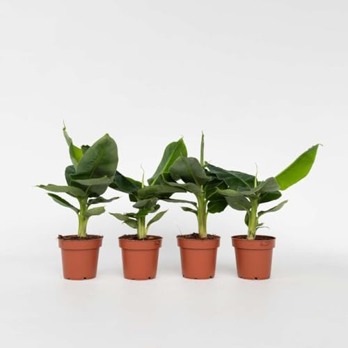 Piante di banano Musa 'Oriental Dwarf' | 4 piante - 25-40cm - Ø12cm - Pianta d'appartamento - Sempreverde - Multideal
