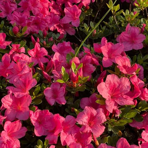 Semi di rododendro resistenti - giardino, azalea balcone perenni biologici rare 25pcs