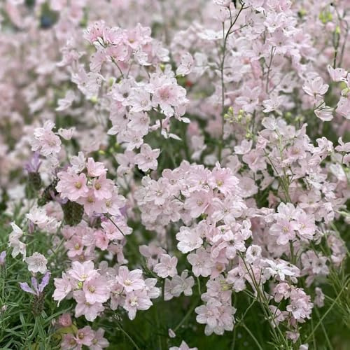 rittersporn blumenwiesensaat büropflanzen balkonpflanze dekopflanze blumengarten blumenstauden winterhart schnittblumen biosaatgut blumensamen balkon exotische zimmerpflanzen 180samen