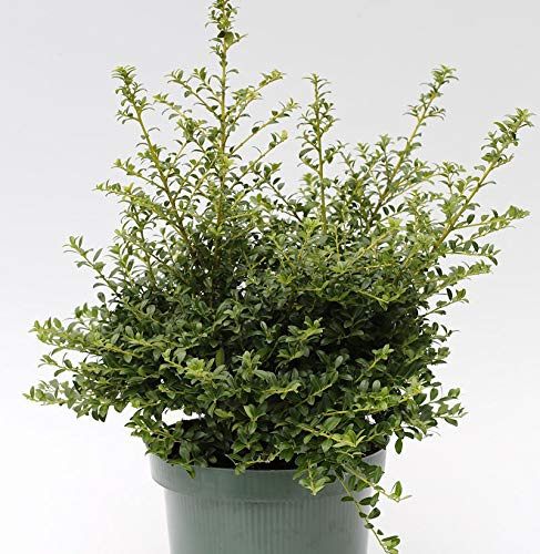 Japanische Stechpalme Ilex Twiggy 15-20cm - Ilex crenata Twiggy - lebende Gartenpflanze aus den Baumschulen