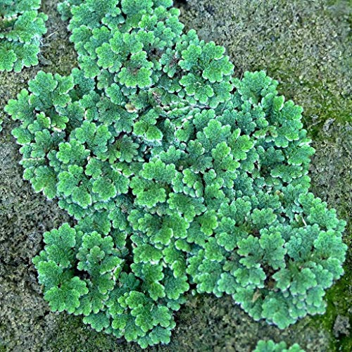 Großer Moos-Farn, Feenmoos Azolla filiculoides - Aquarium Pflanze