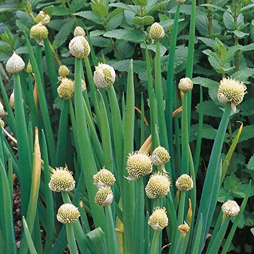 Welsh Onion - Allium fistulosum Perennial - 500 Seeds