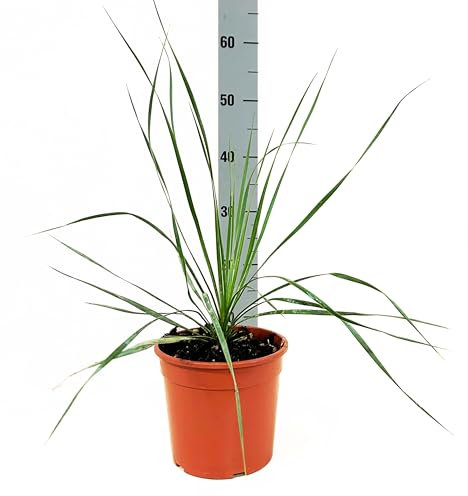 Yucca Rostrata Pianta vera da esterno - vaso 21, altezza circa 60cm - Beaked yucca