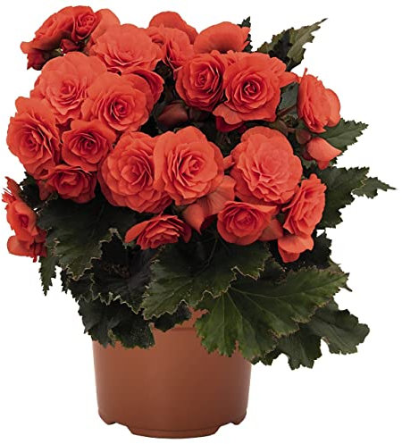 Begonia Elatior Red PREMIUM Planta Begonia con Flores Rojas