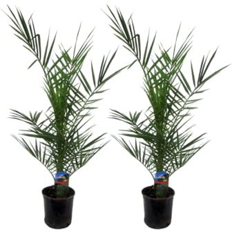 Trendyplants - 2x Phoenix Canariensis - Dattelpalme - Winterhart - Gartenpflanze - Höhe 70-90 cm - Topfgröße Ø15cm