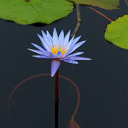 Semillas De Lirio De Agua,Colores Impresionantes Hermosas Flores Hermosas,Flor Mágica Linda Estilo Único-2,200 Piezas