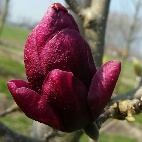 Vivai le Georgiche - Pianta vera di Magnolia Genie - vaso Ø 18 cm - altezza alla vendita 40-60 cm