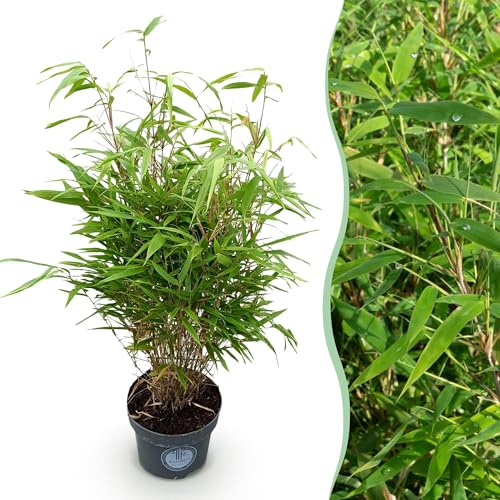 Green boutiQ - Graminées - Fargesia Rufa - Bambou - Non Invasif - Vert - 1 Plante - Pot 23 cm - Hauteur 80 cm