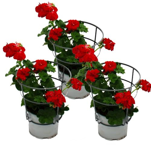 Geranien hängend Pelargonium peltatum 12cm Topf Set mit 3 Pflanzen