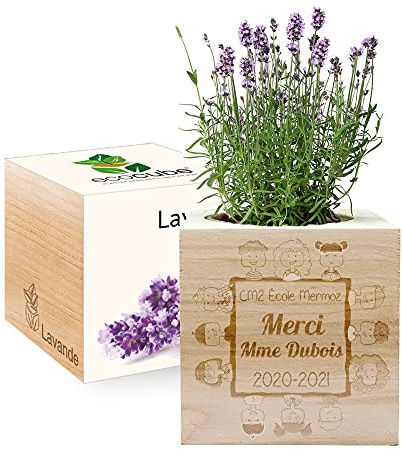 Amikado - Ecocube gravé Merci Maîtresse (Lavande) - Plantes dans Un Cube en Bois - 100% Eco Friendly - idée Cadeau Durable