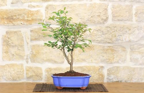 Bonsái de cereza japonesa Kojo-no-mai