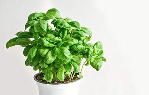 Graines Basilic grand vert - sachet de 1,5 grammes (environ 1000 graines) - Ocimum/brasilicum/Lamiaceae - Graines de style