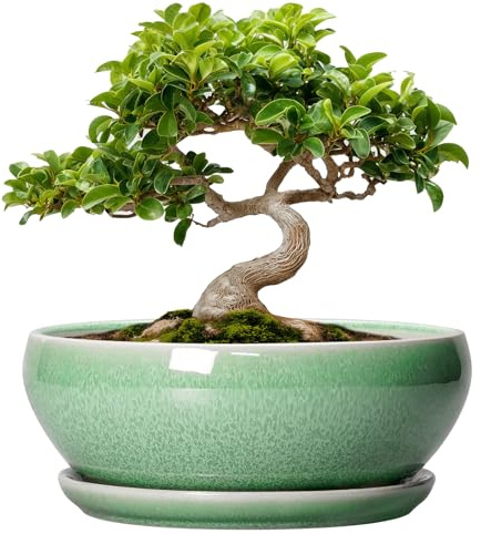 SQOWL Bonsai-Pflanzgefäß – 20,3 cm Keramik-Sukkulenten-Pflanzgefäße für Zimmerpflanzen im Innen- und Außenbereich, flaches rundes Pflanzgefäß mit Drainageloch und Untersetzer
