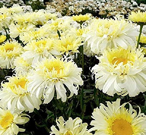 Leucathemum x Superbum 'Real Charmer' Shasta Daisy Perennial Plug Plants Pack x6