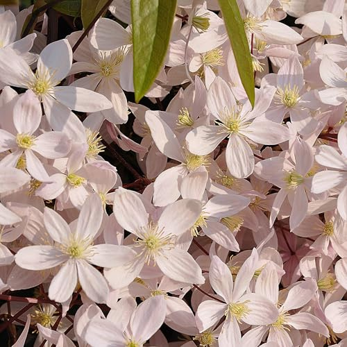 Vivai le Georgiche - Pianta vera di Clematis armandii Apple Blossom - vaso Ø 18 cm