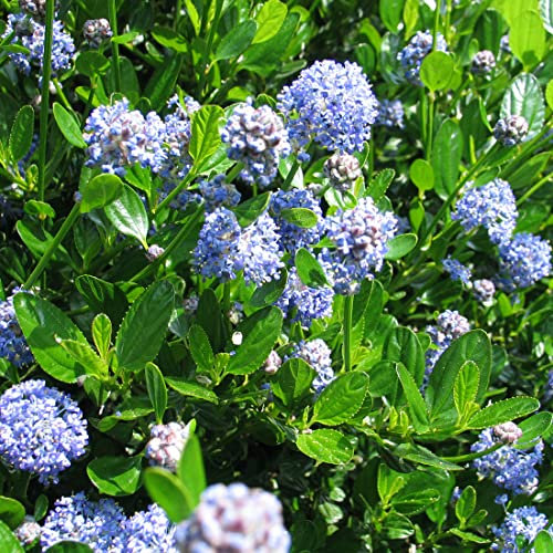 Lilas de Californie impressus – Ceanothus impressus 30-40 cm pot | Arbuste persistant, petites fleurs bleues, parfait massif & haie basse