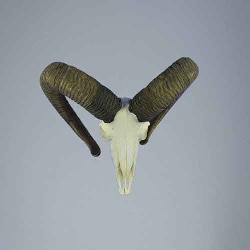 Hi Life Living Nature 779MU Mufflon jagdtrophae, Wildschaf, Horn 75-73cm C.24cm DE