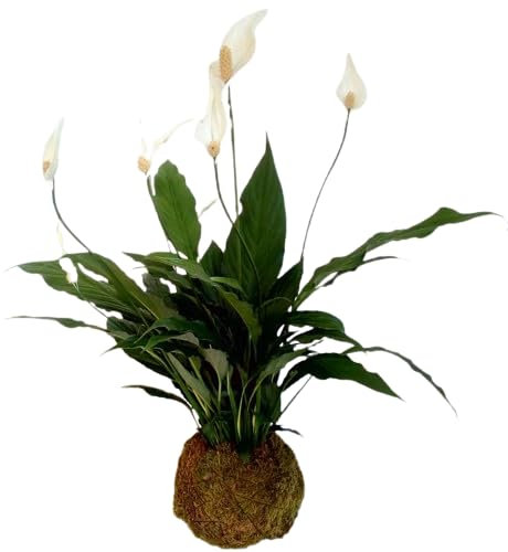 Kokedama Japonés Planta de Interior Espatifilo DECOALIVE Planta Natural con Maceta de Musgo