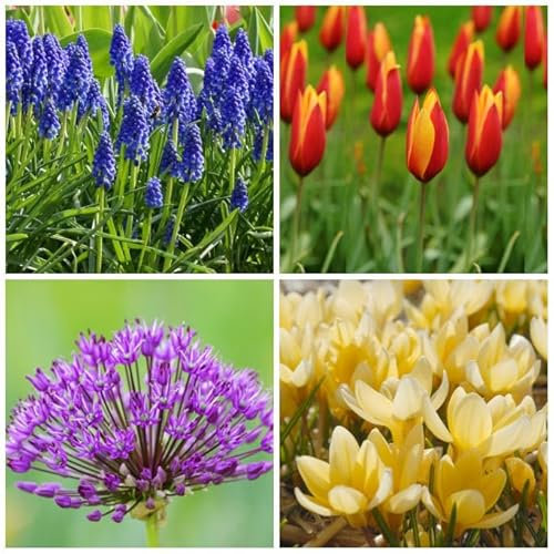 Natural Bulbs – Bienenbeutel 40 St 40 ST - BIO - Blumenzwiebeln winterhart mehrjährig aus Holland – Perfekt für Bienen - Blumenzwiebeln Mix - Frühblüher Frühlingsblumen