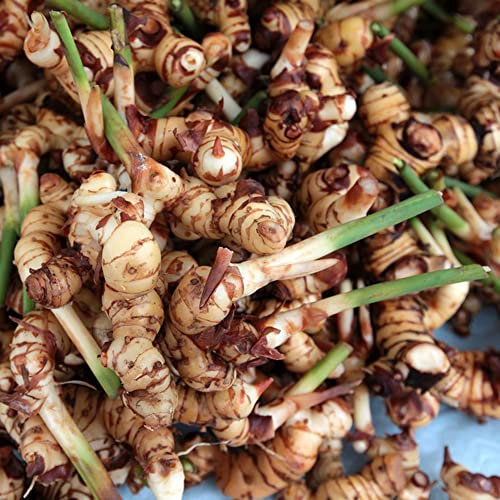 50 pcs galgant samen, Alpinia officinarum, kräutergarten balkon, bonsai samen Galgantwurzel samen gemüse alte sorten, balkonpflanzen winterhart gemüsepflanzen, hochbeete für garten