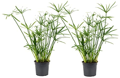 Plant in a Box - Cyperus alternifolius - 2er Set - Schirmbinse - Gartenpflanze - Topf 14cm - Höhe 40-50cm