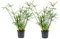 Plant in a Box - Cyperus alternifolius - 2er Set - Schirmbinse - Gartenpflanze - Topf 14cm - Höhe 40-50cm