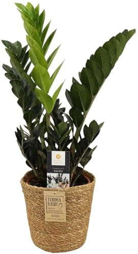 Zamioculcas Raven (Schwarze Glücksfeder) ca. 60 cm inkl. Korb – Dunkellaubige Zimmerpflanze, pflegeleicht, luftreinigend, trendige Deko für Wohnräume