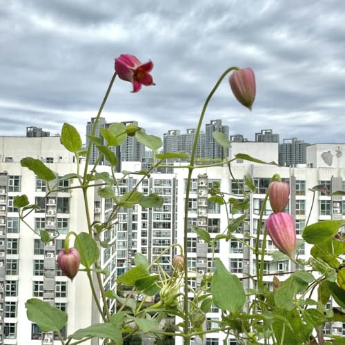 clematis winterhart - bodendecker mehrjährig klematis kletterpflanzen steingartenpflanzen 3zwiebeln