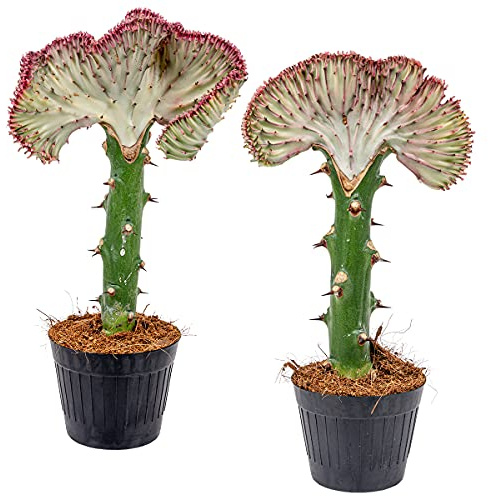 Bloomique - Set de 2 - Euphorbia lactea ‘Cristata’ - Planta de cactus - Planta de interior - Purificadora del aire - Apta para mascotas - Fácil de cuidar - Altura 20-30 cm - Maceta 11 cm