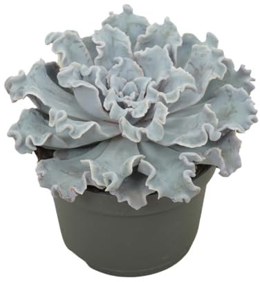 Exotenherz Echeveria « Crispy Beauty » Rosace frisée - Plante succulente facile d'entretien - Pot de 12 cm