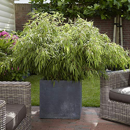 YouGarden Fargesia rufa 'Fountain' Bam, 1m Tall Plant in a 5L Pot, Evergreen Clump-Forming Bamboo Plant for Outdoors, Pots and Patios, Growing to Max Height of 3m, Perfect for Containers