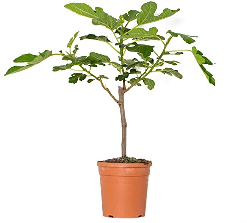 Bloomique - Ficus carica 'Brown Turkey' - Figuier - Arbre fruitier - Plante de jardin - Rustique - 60-80 cm de Haut - Pot 17 cm