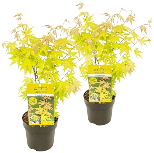 Bloomique - Lot de 2 - Acer palmatum 'Orange Dream' - Érable du Japon - Feuillage orange - Résistant au froid - Hauteur 40-50 cm - Pot 15 cm